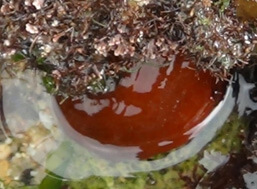 Actinia equina (anémona-do-mar característica do litoral rochoso)