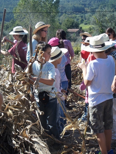 Agricultores do IDL na desfolhada em Macieira de Alcôba