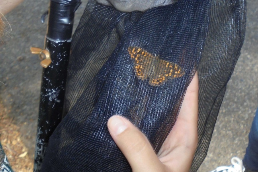 Fritilária-dos-lameiros: a única borboleta existente em Portugal protegida pela Diretiva Habitats