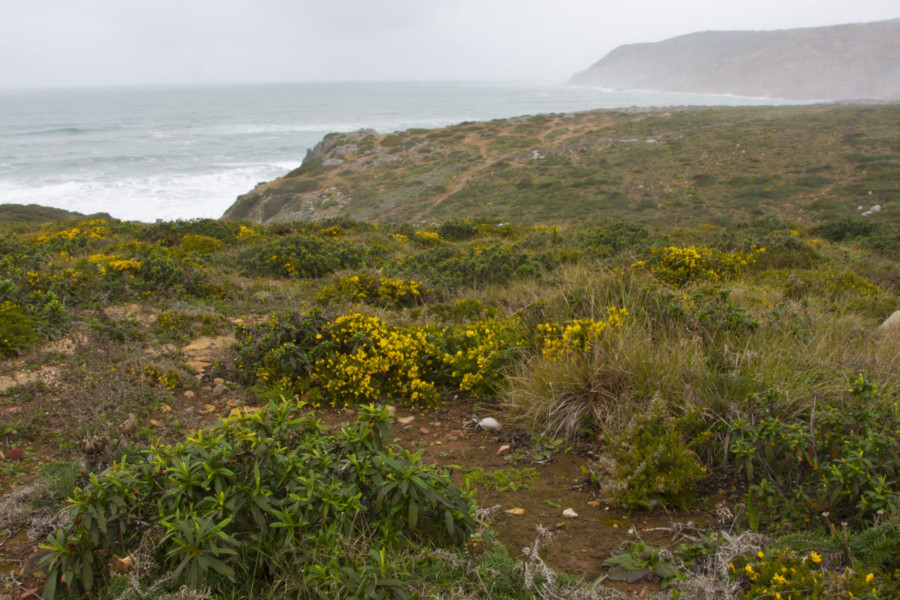 Miosótis-das-Praias, um “umbigo” raro em extinção no Parque Natural Sintra-Cascais