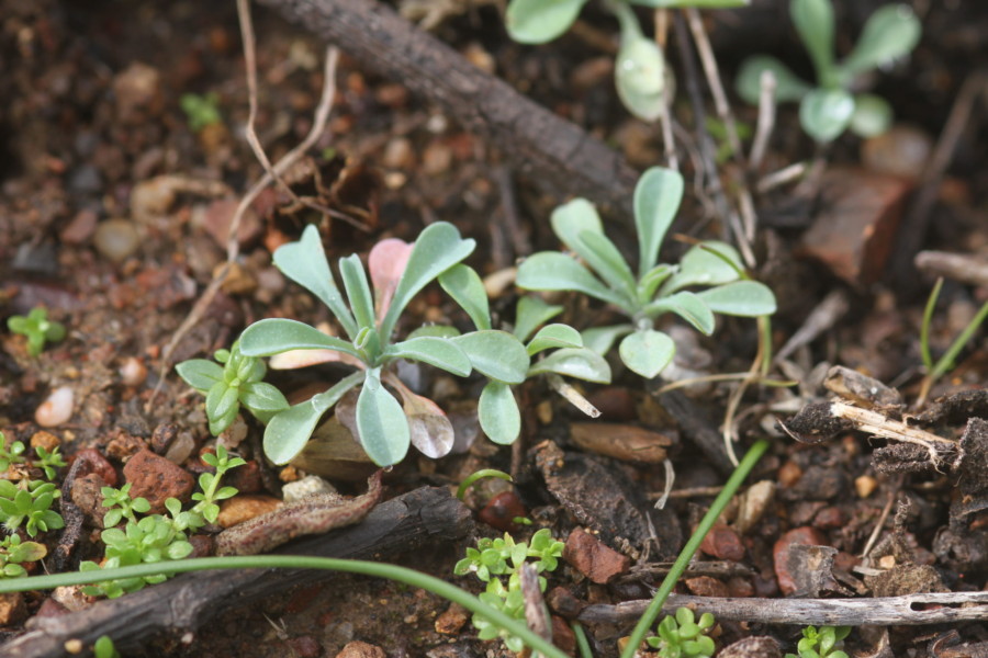 Omphalodes kunzinskyanae, um “umbigo” raro em extinção no Parque Natural Sintra-Cascais