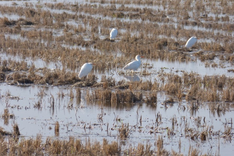 Biodiversidade