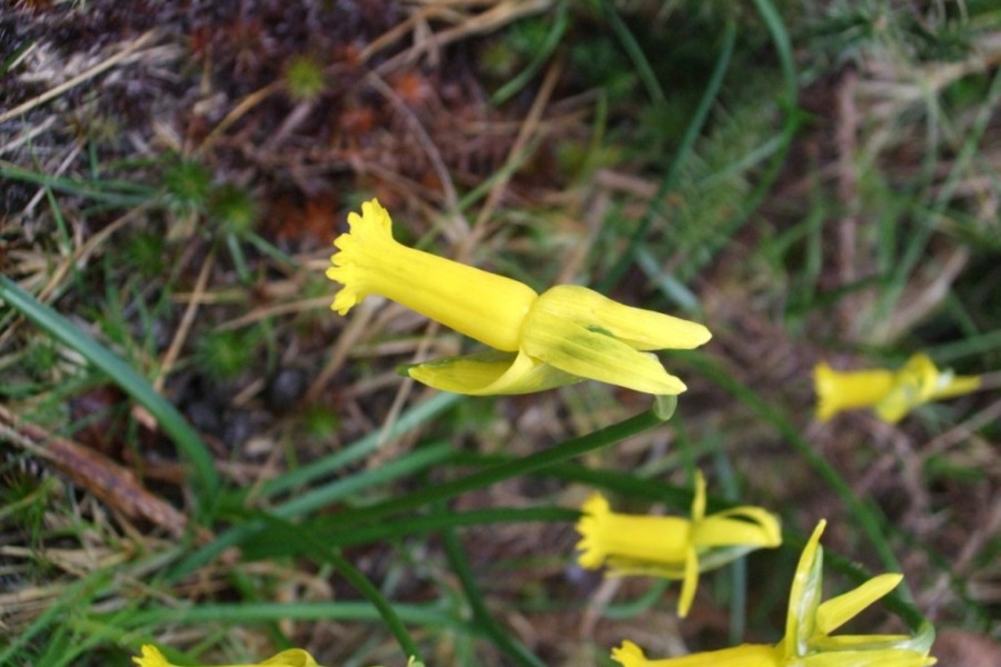 Narcissus cyclamineus – uma morte anunciada