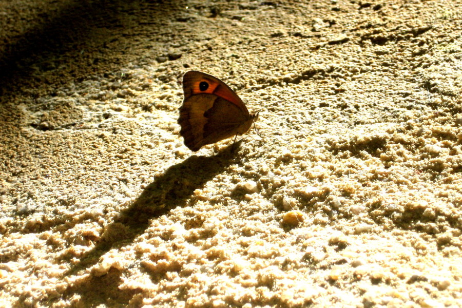 A borboleta vaidosa