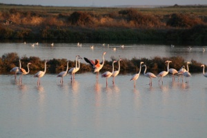 Flamingos