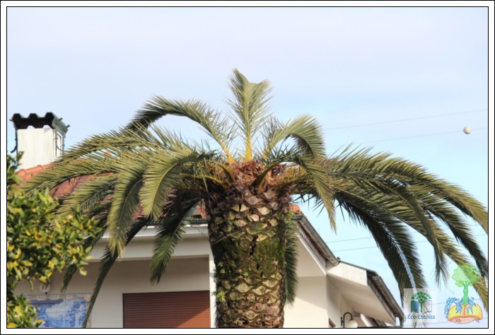 Porque estão a morrer as palmeiras dos nossos jardins?