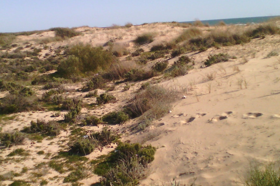 Sucessão ecológica dunar – vegetação dunar.