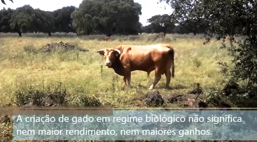 Alimentação biológica no gado bovino