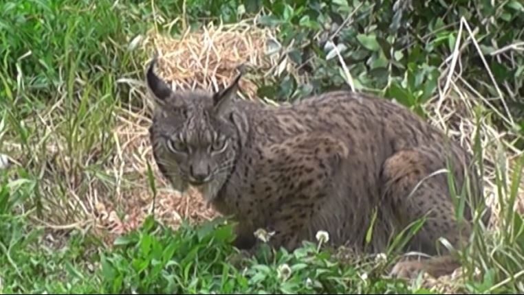 O lince ibérico está de volta / The Iberian lynx (Lynx pardinus) is back