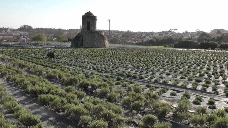 Cantinho das Aromáticas, o garante das gerações