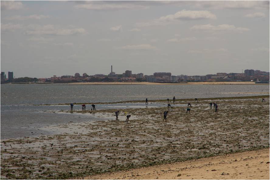 Illegal gathering of mussels in river Tagus