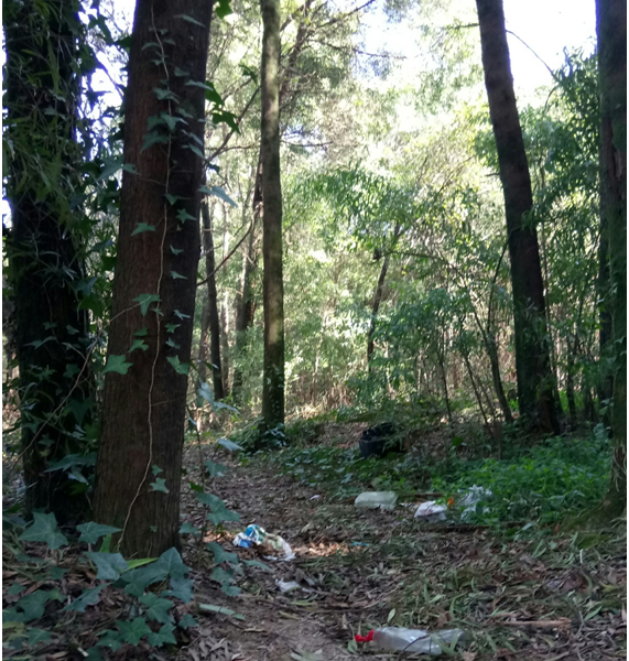 Pelos Caminhos da Floresta, pelos caminhos do Lixo!