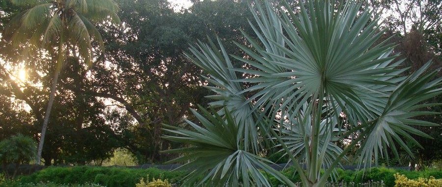 O Reino Plantae e os seus segredos.