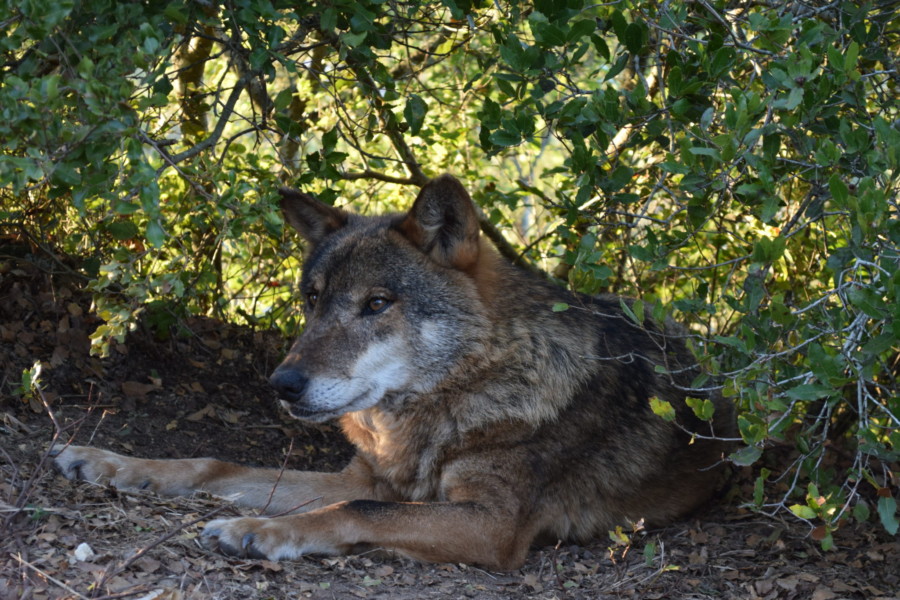 JRA no Centro de Recuperação  do Lobo Ibérico