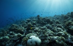Recifes de coral poderão desaparecer até 2050