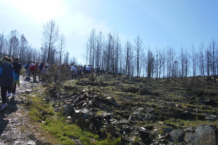 Plantação de árvores em área ardida