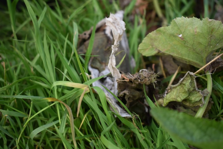 Descartar o futuro – A nova ameaça ao ambiente / Flushing the future The new threat to the environment: the wet wipes