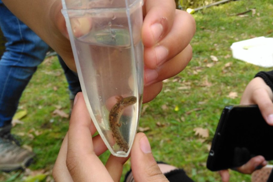 Bioblitz em Serralves