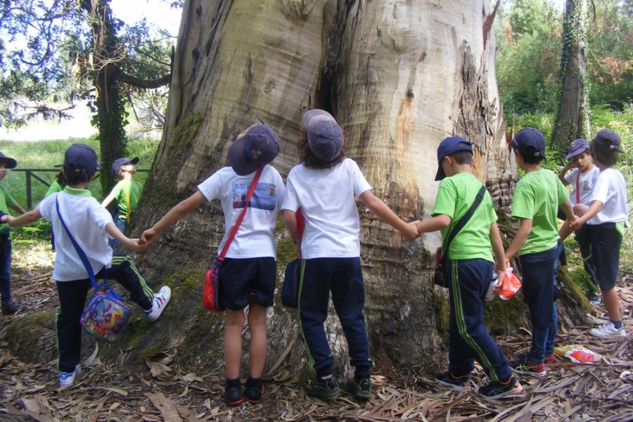 Juntos pela Nossa Floresta