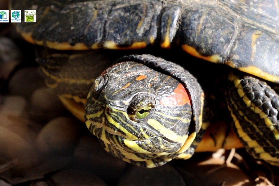 Tartaruga-da-Florida, de animal de estimação a exterminador