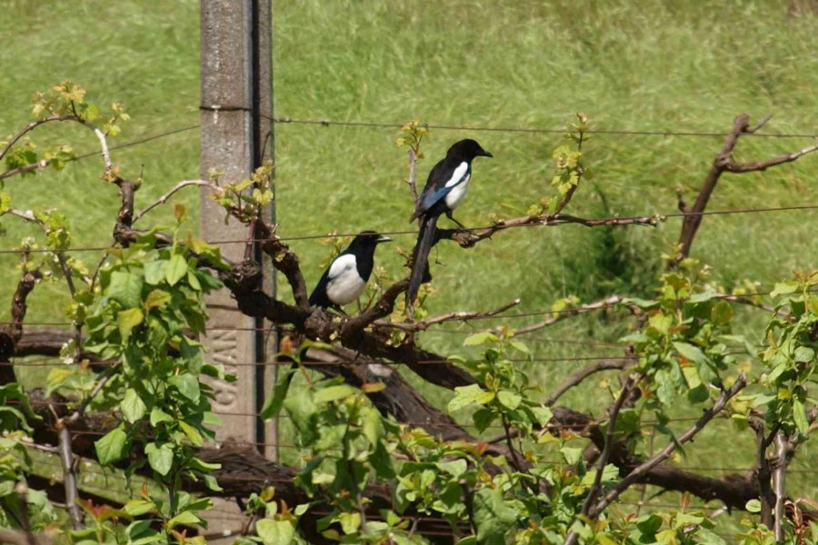 À Descoberta da Biodiversidade no Concelho de Lousada