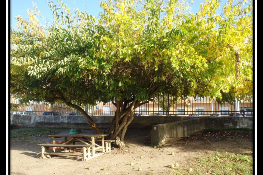 Árvores da Nossa Escola