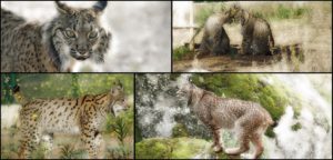 Imagens do lince-ibérico, adaptado do Jardim Zoológico (Lisboa)