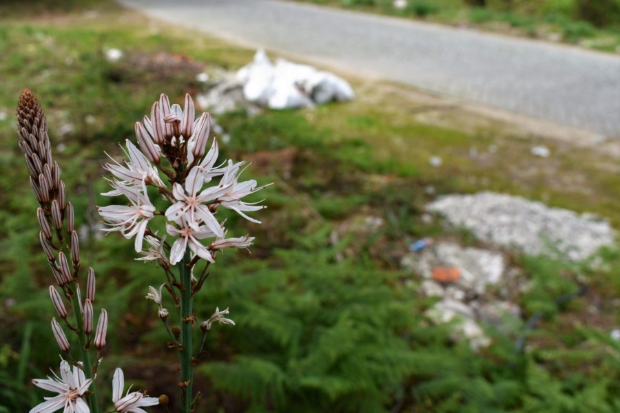 Quando uma floresta limpa se torna numa floresta mais desprotegida