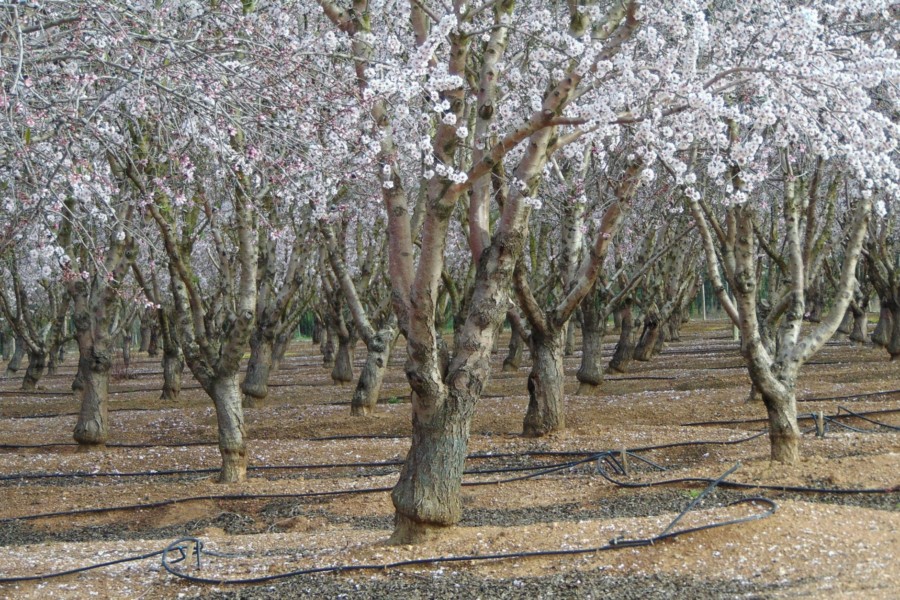 A metamorfose da paisagem alentejana