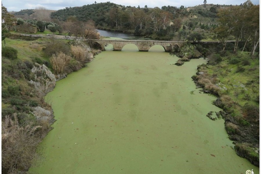 O verde que corre nos rios