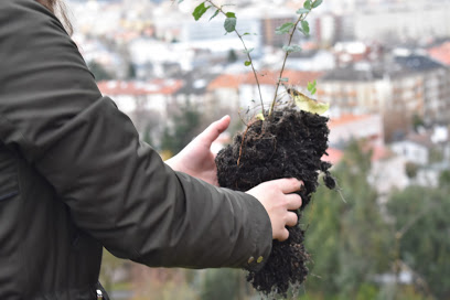 Replantar a cidade