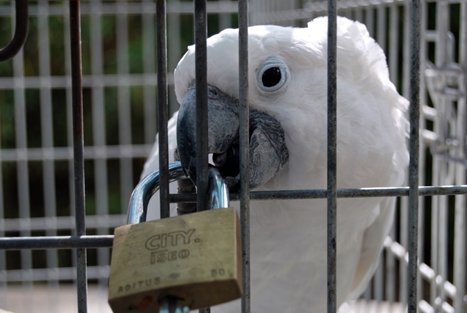 Quebra o Silêncio pelas Aves de Canto