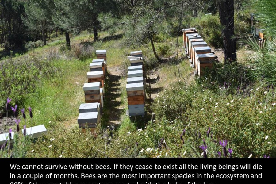 The importance of the bees