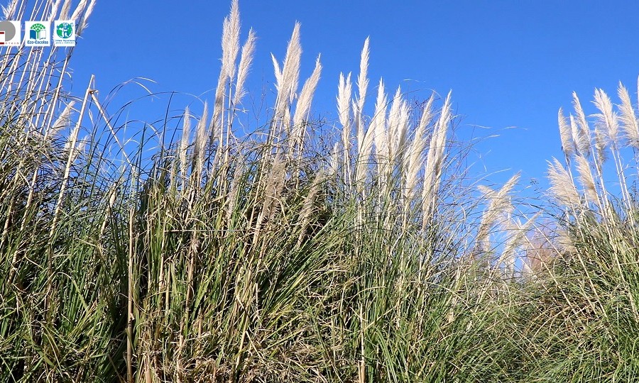 Pamp grass, the invader of cutting leaves