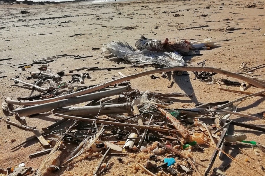 Se o Mar engolir mais plástico, o Planeta terá um fim drástico