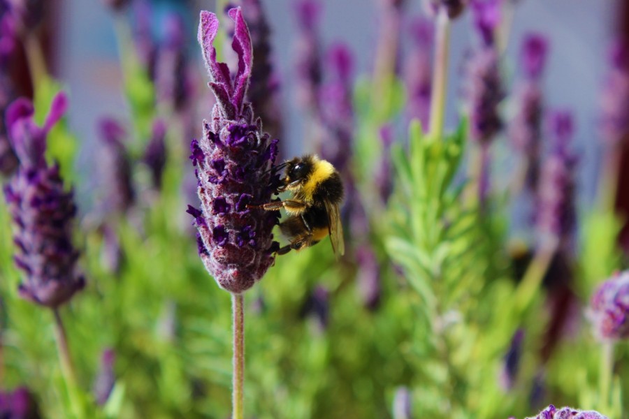 Pollinators, the queens of life