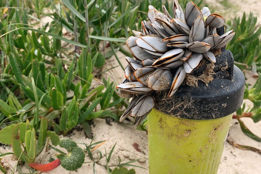 Em defesa da biodiversidade marinha contra a devastadora poluição humana