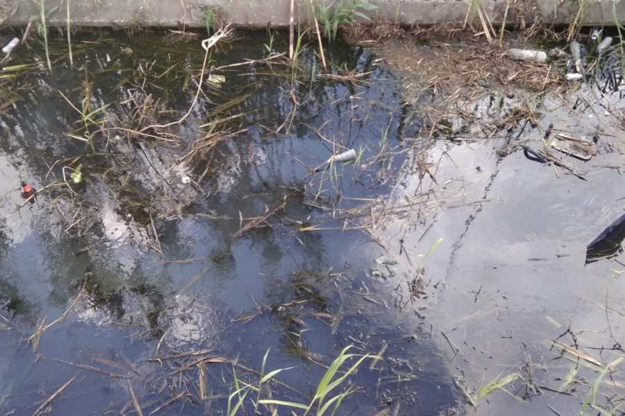 Potencial criadouro de mosquitos junto à Linha do Norte, no concelho de Loures, está sob vigilância.