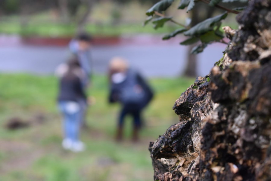 Braga empenhada em replantar o Monte Picoto