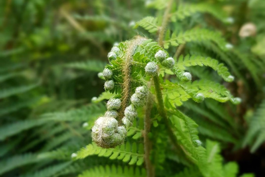 Estufa Fria: uma riqueza florística ímpar que vale a pena conhecer