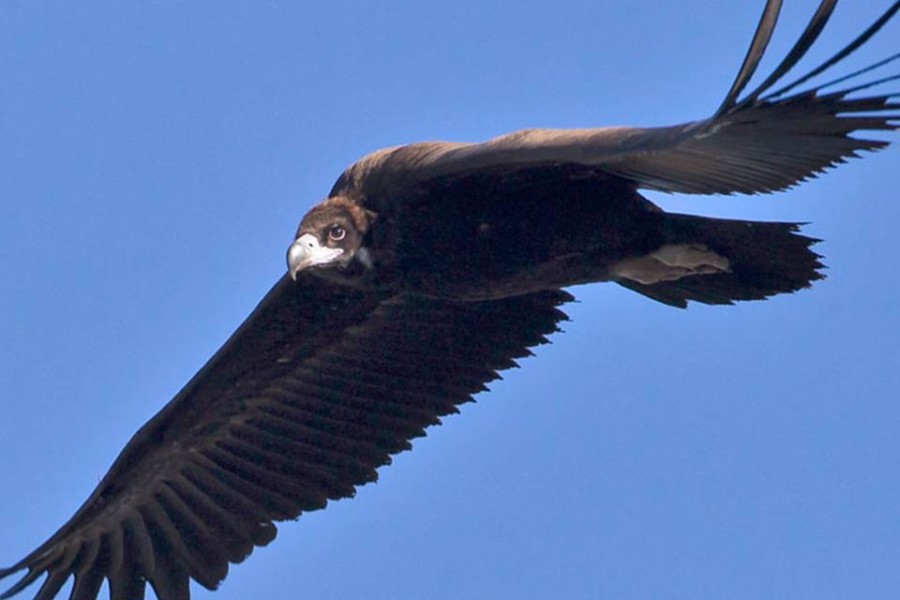 The Black Vulture’s comeback to Portugal – a stroke of good luck  or a steady reality?