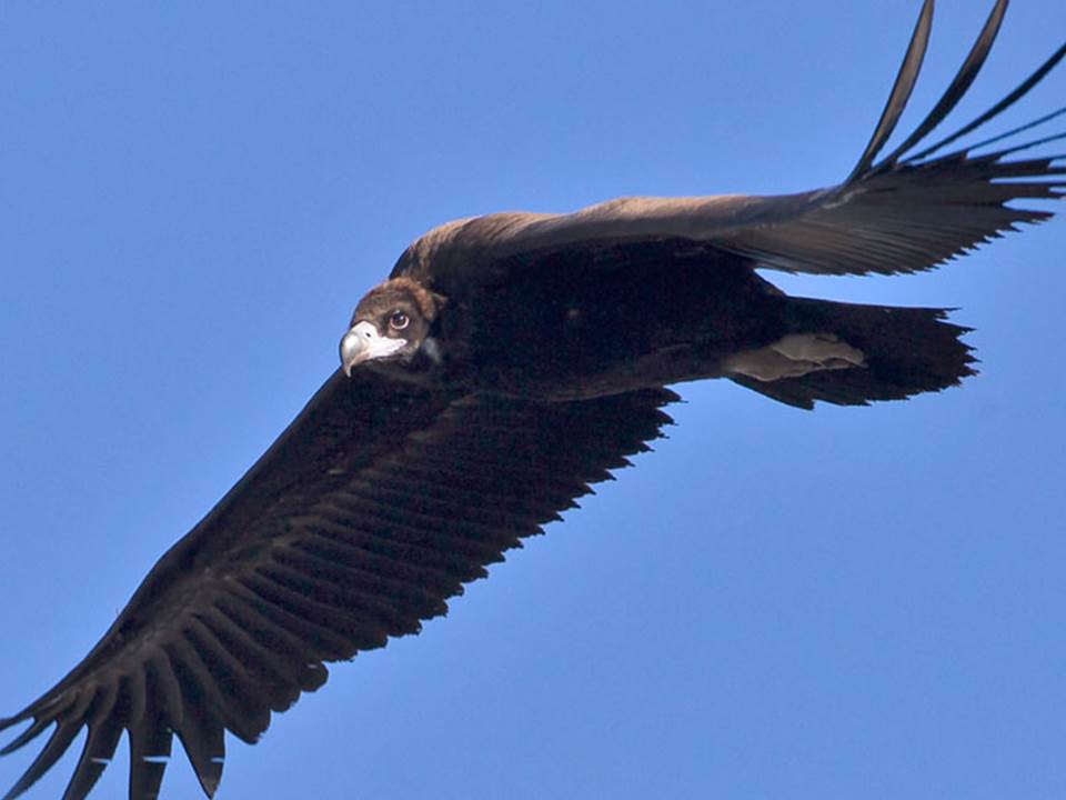 The Black Vulture’s comeback to Portugal – a stroke of good luck  or a steady reality?
