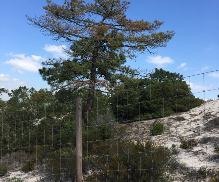 Nemátode da Madeira do Pinheiro: uma grave ameaça à nossa floresta