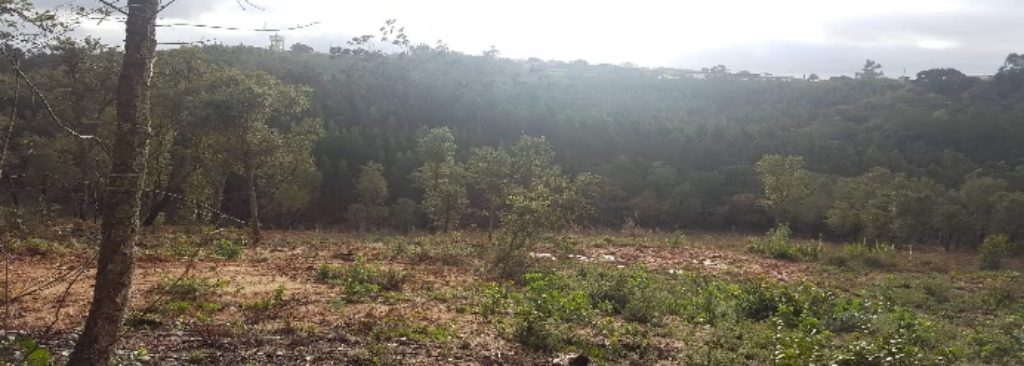Zona desflorestada no Algarão.