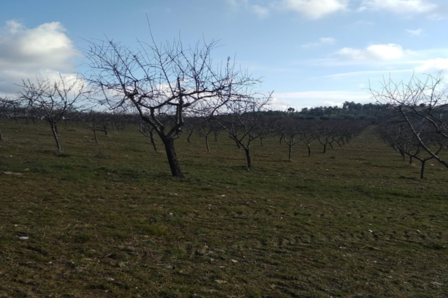 Efeito das alterações climáticas na produção agrícola no Alto Douro