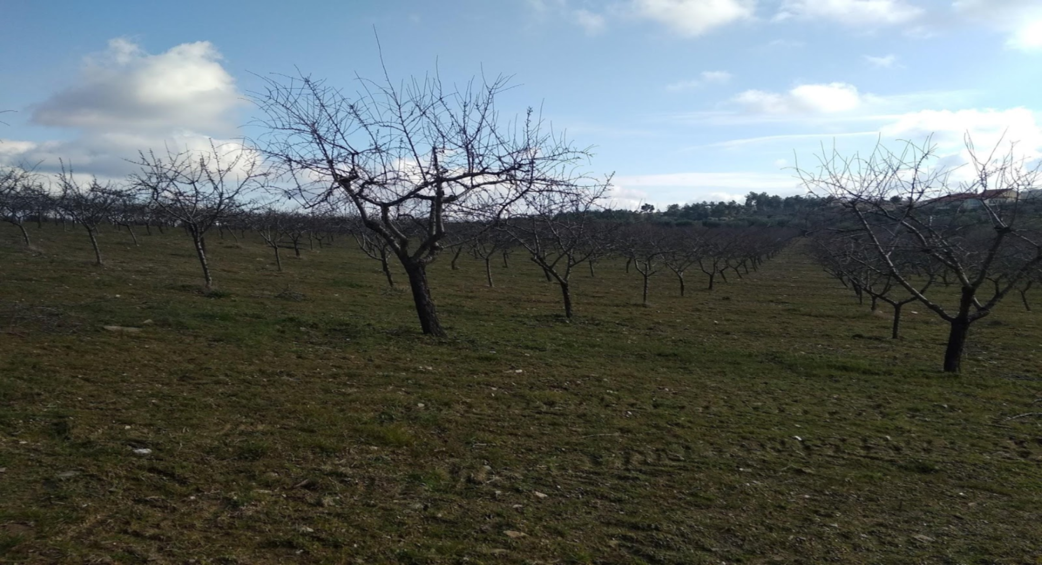 Efeito das alterações climáticas na produção agrícola no Alto Douro