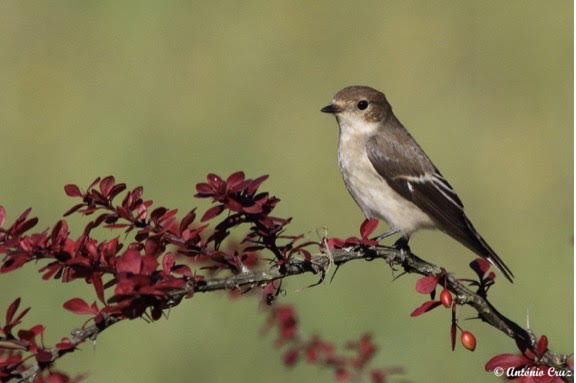 A Biodiversidade num Parque Urbano