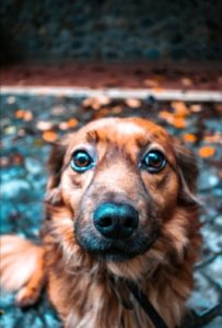 Os animais são tratados cada vez mais como elementos da família.