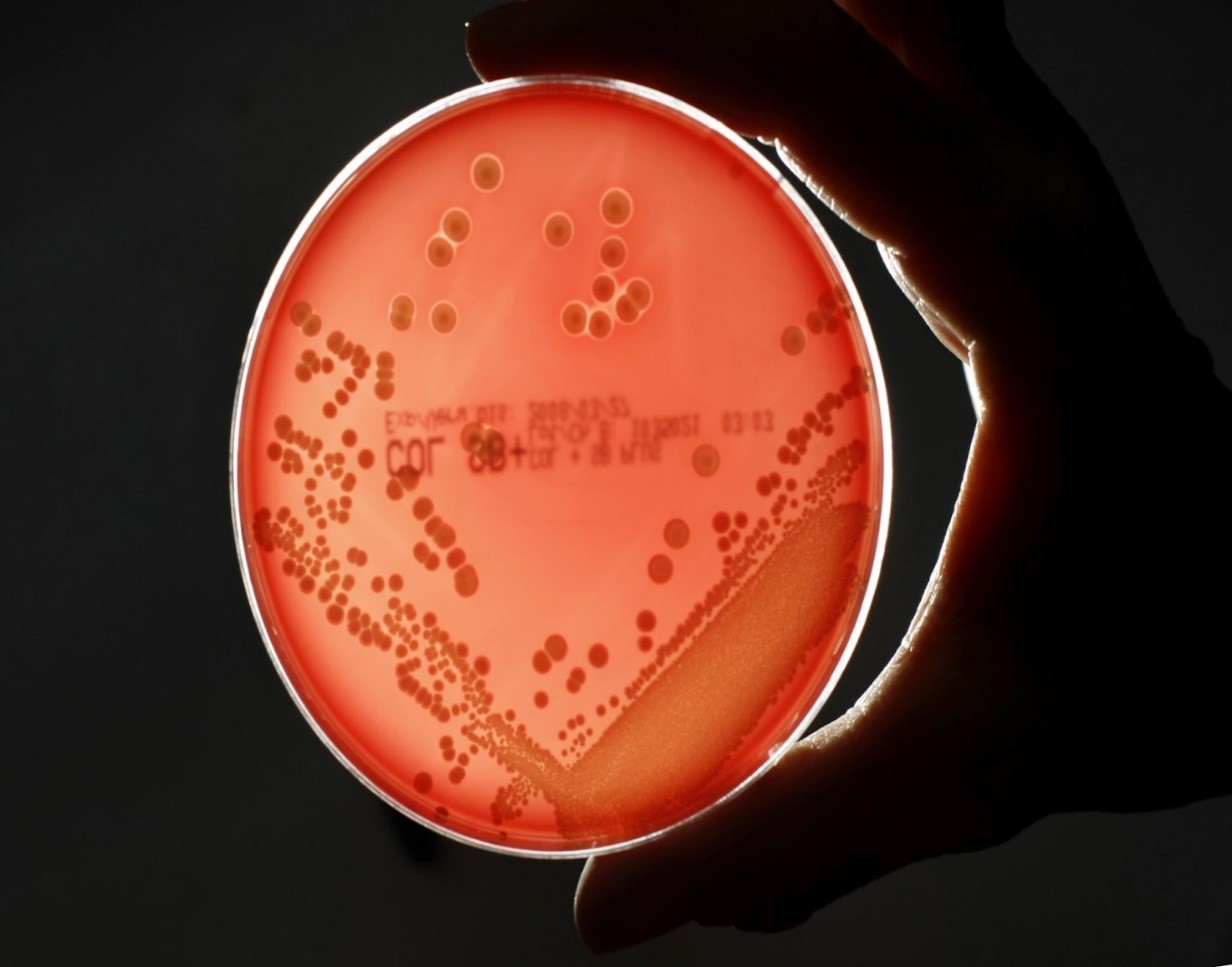 Bactérias Multirresistentes preocupam OMS e a comunidade científica