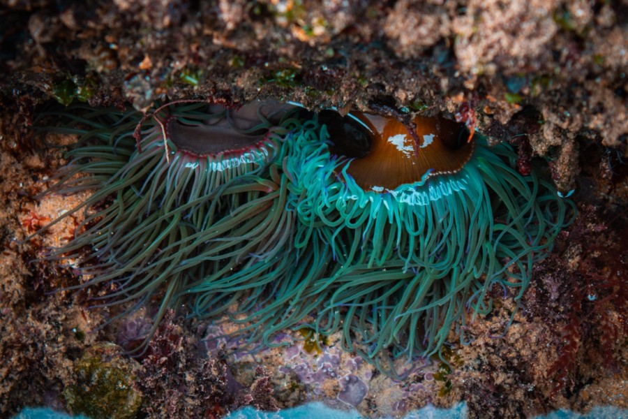 Biodiversidade na praia das Avencas